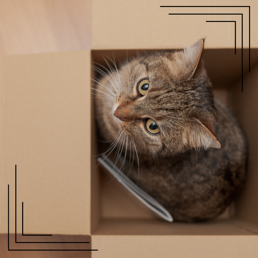 Dlaczego koty uwielbiają kartony – co kryje się za tym niezwykłym zachowaniem
