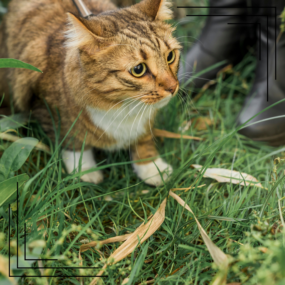 Kocie potrzeby łowieckie — dlaczego zabawa jest tak ważna dla kota?