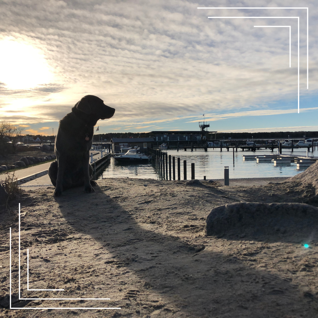 Zagubiony lub porzucony zwierzak – co robić i jak pomóc?