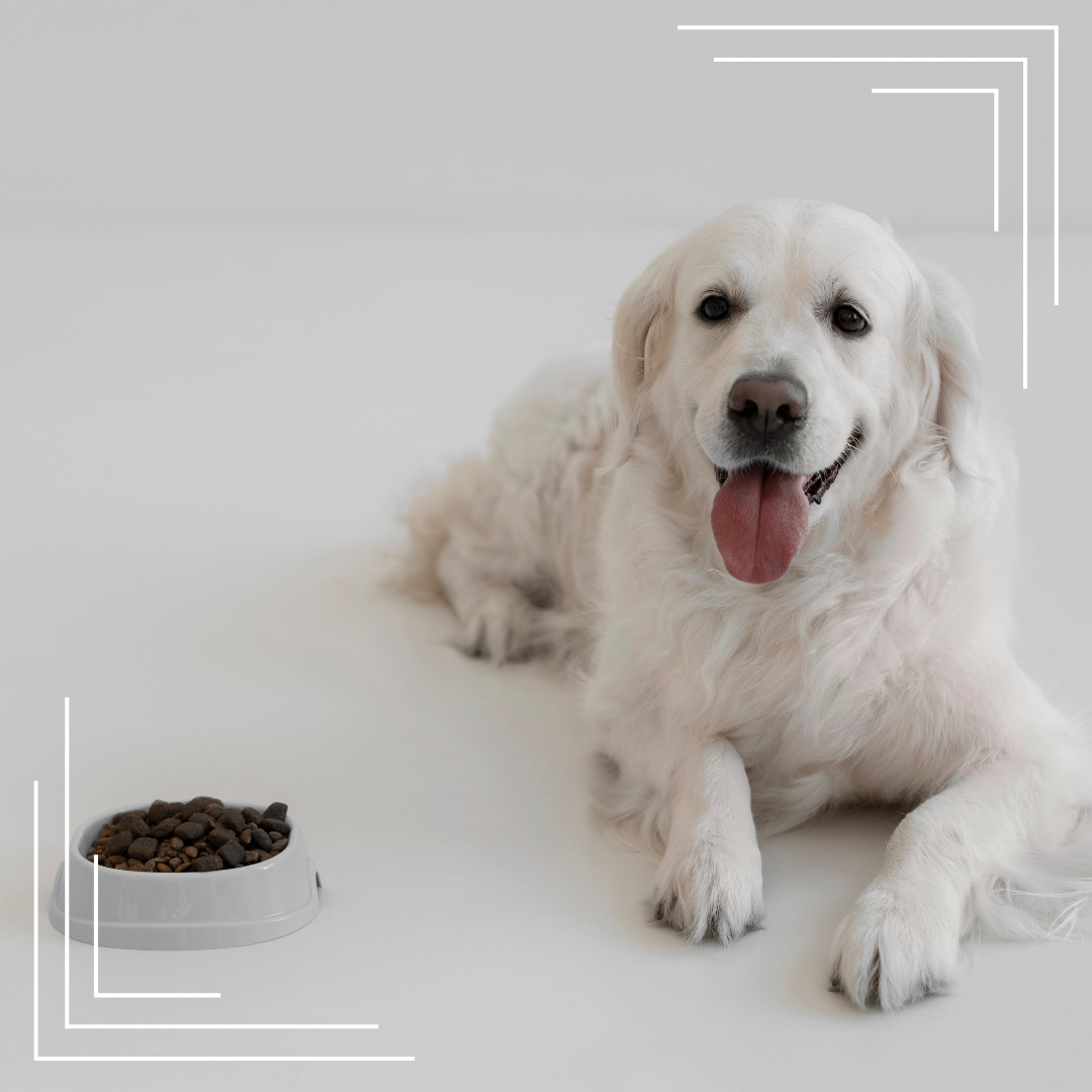 Najlepsze mokre karmy 2025 – ranking i opinie ekspertów