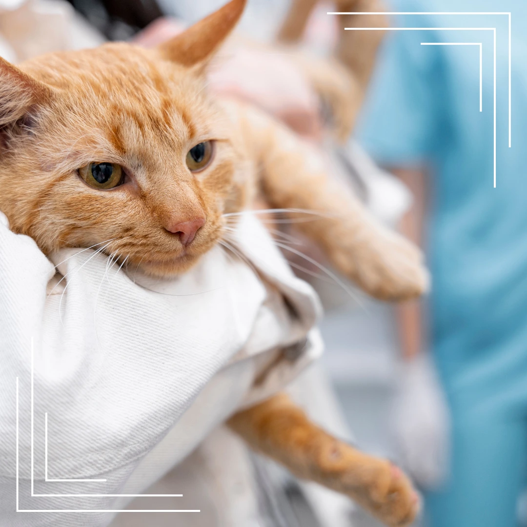 Najczęstsze choroby u kotów i jak je rozpoznać we wczesnym stadium