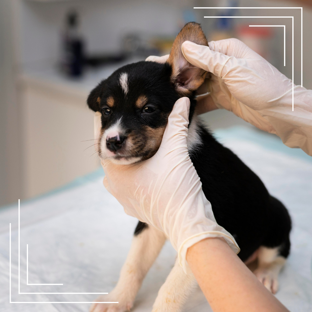 Alergie pokarmowe u psów i kotów — jak je rozpoznać i jak zmienić dietę krok po kroku